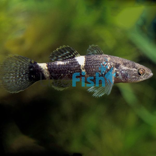 Spangled Gudgeon 8cm