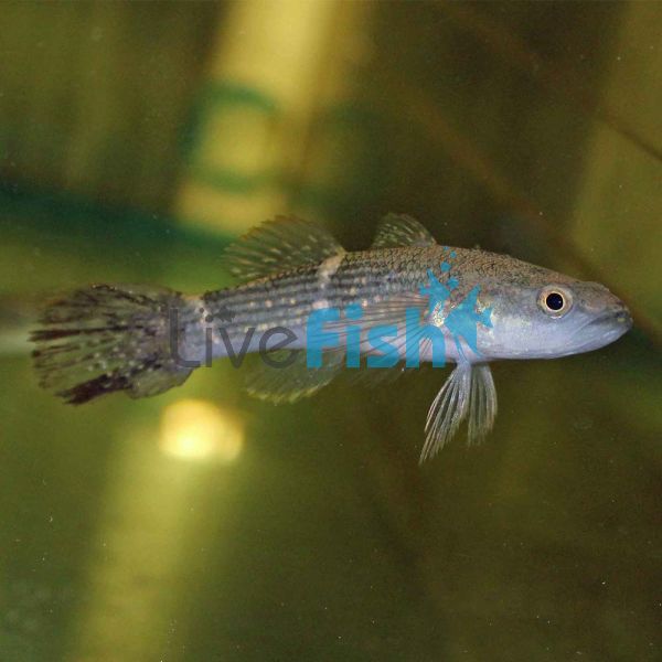 Spangled Gudgeon 15cm