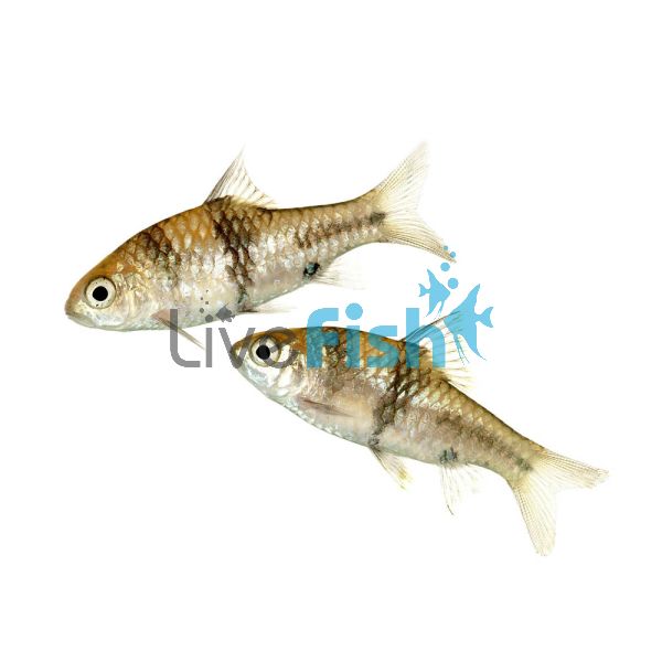 Spanner Barb - Barbodes 4cm