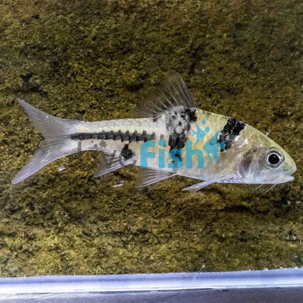 Spanner Barb - Barbode 3.5cm