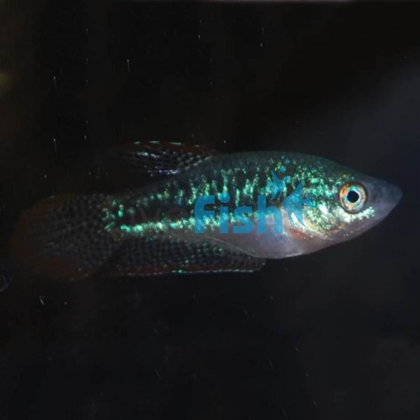 Sparkling Gourami 2cm