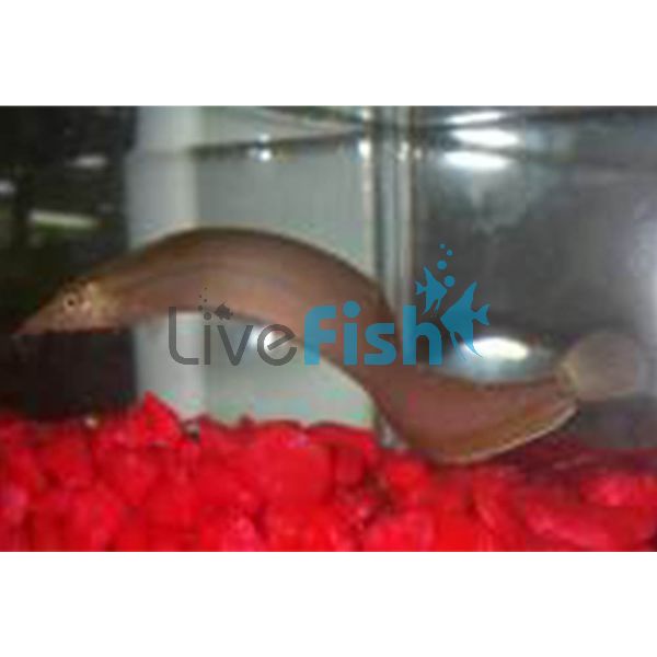 Spiney Eel 10cm