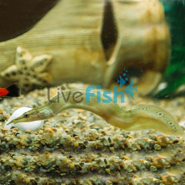 Spiney Eel 12cm