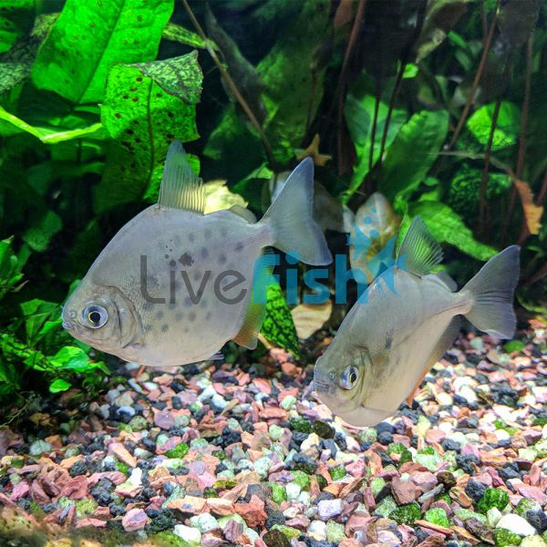 Spotted Silver Dollar - Dwarf 6cm