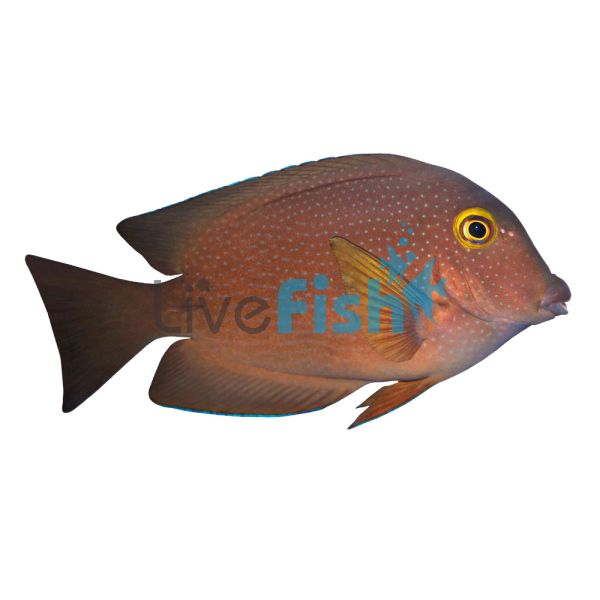 Squaretail Bristletooth Tang - Large