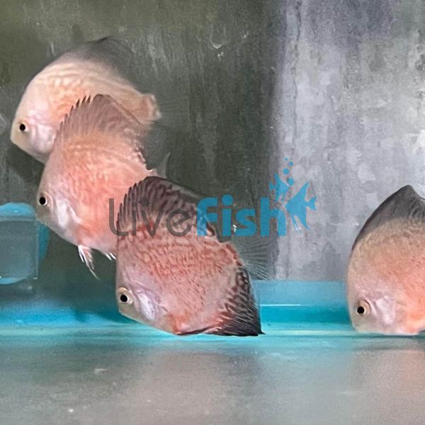 Stardust Discus 5cm