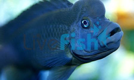 Humphead Cichlid - Lionhead 7cm
