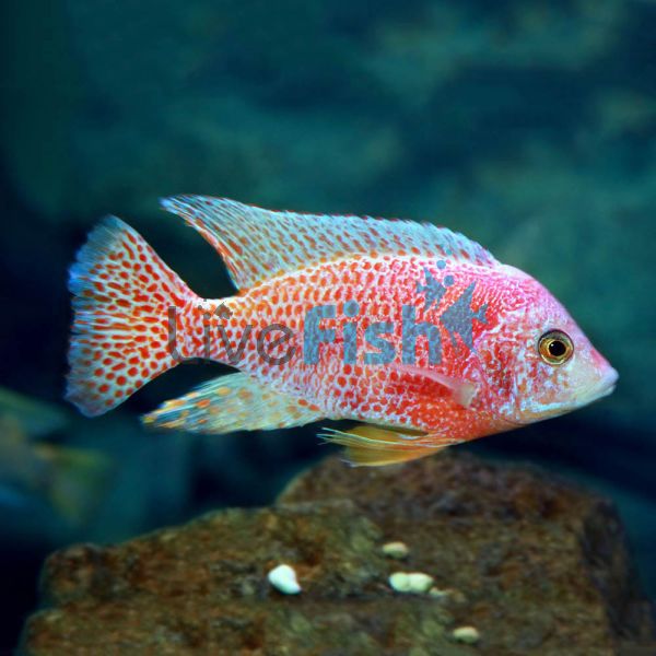 Strawberry Peacock 10cm