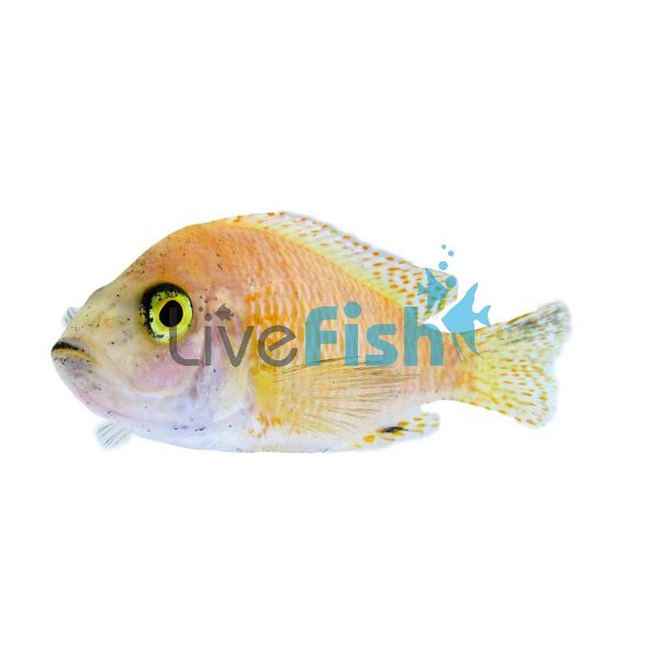 Strawberry Peacock Cichlid 5cm