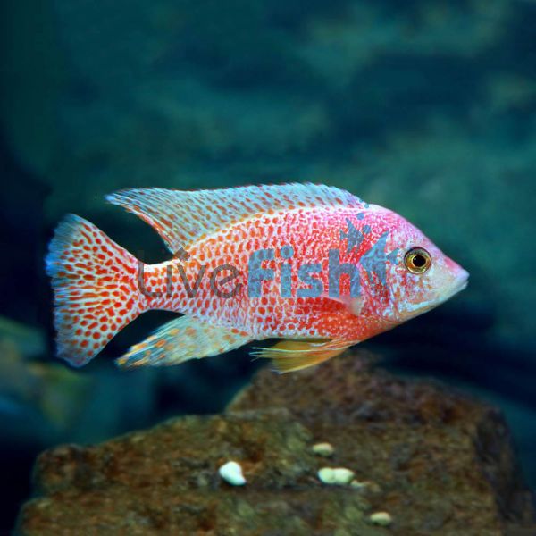 Strawberry Peacock Cichlid 7cm