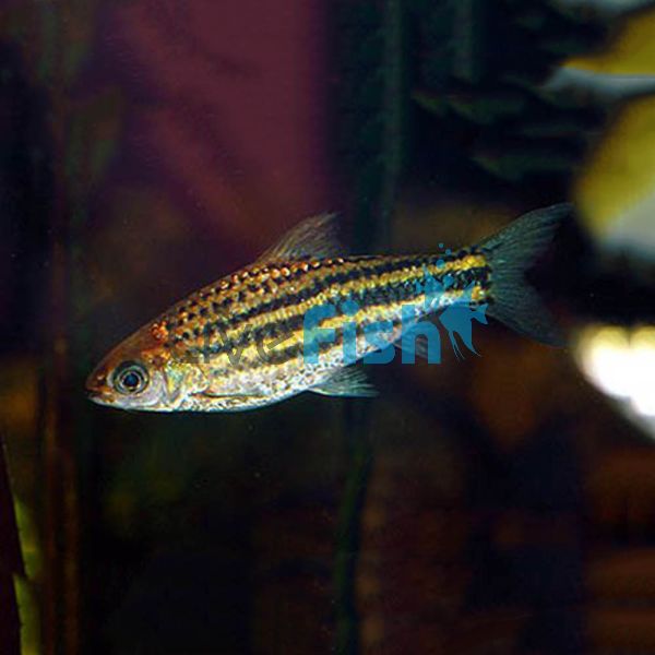 Striped Barb 4cm