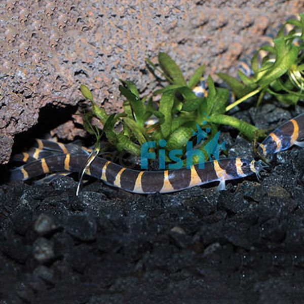 Striped Kuhli Loach 5cm