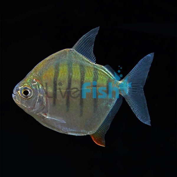Striped Silver Dollar 7cm