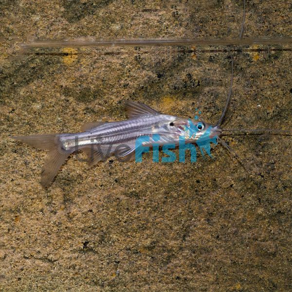 Striped Dwarf Catfish 5cm