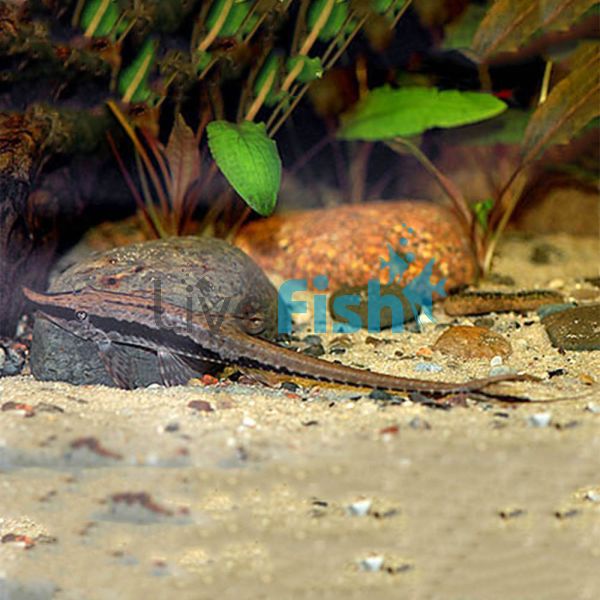 Long Nose Whiptail 12cm