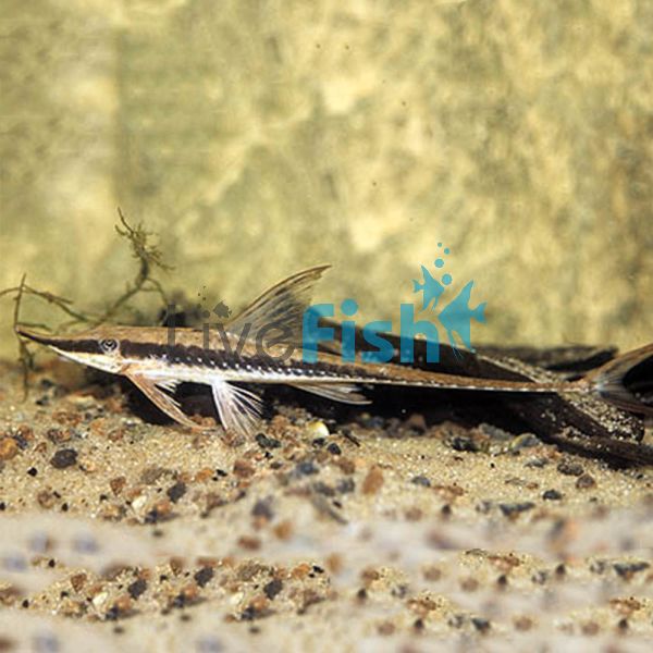 Longnose Whiptail Catfish 9cm