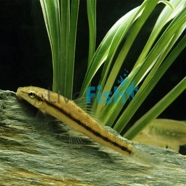 Sucking Catfish 5cm Delivered to your door in Australia