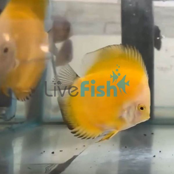 Sunrise Discus 9cm