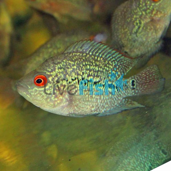 Super Red Dragon 9cm - Flowerhorn