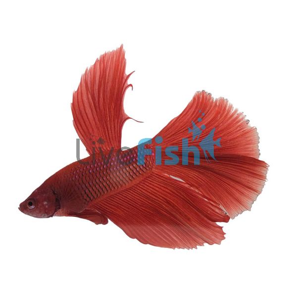 Male Super Delta Betta Fighter 5cm