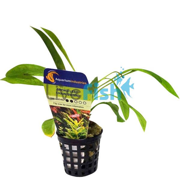 Sword - Chain Broad Leaf Pot