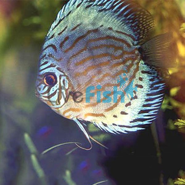 Blue Turquoise Discus 7cm