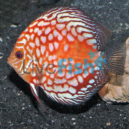 Pigeon Blood Snake Skin Discus 5cm