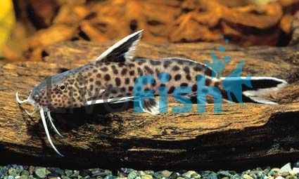 Synodontis Petricola 5cm