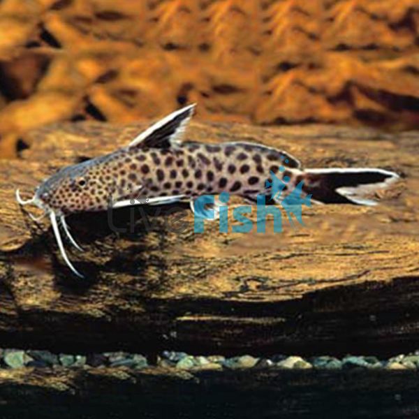 Synodontis Petricola Rift Lake 2.5cm