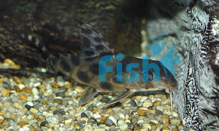 Synodontis Decorus 4cm