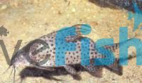 Synodontis - Featherfin Cat 4cm