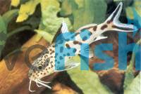 Cuckoo Catfish 5cm