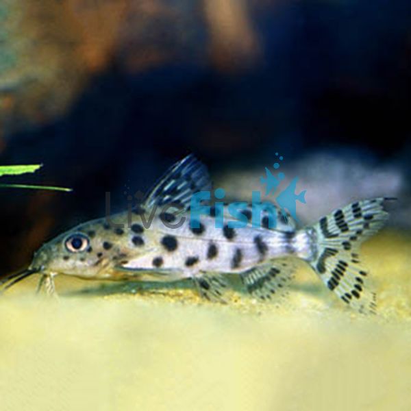 Synodontis Ocellifer 6cm