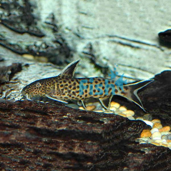 Synodontis Petricola 3cm