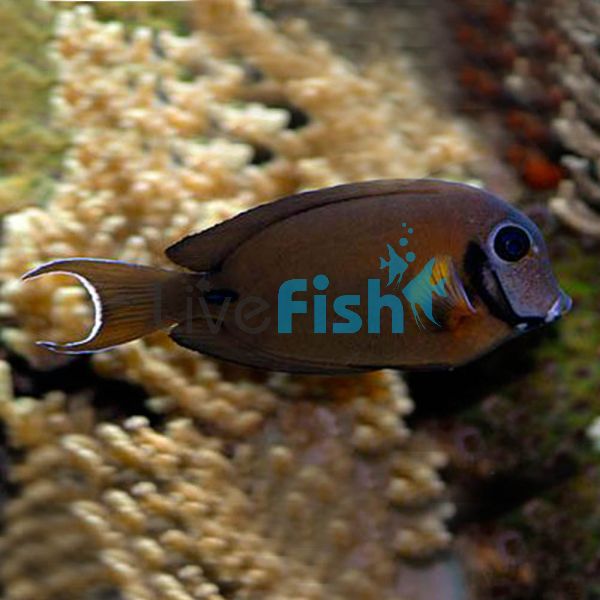 Tang Indian Ocean Mimic - Medium