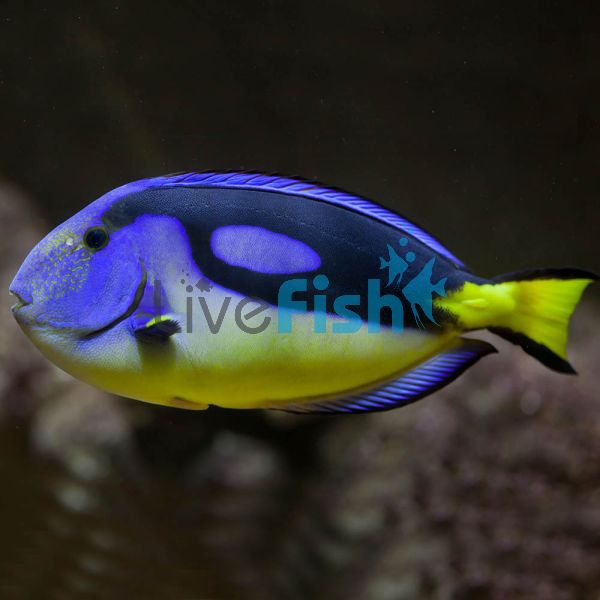 Tang Yellow Belly Blue - Medium
