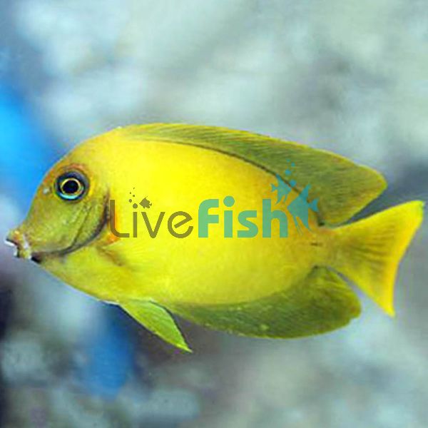 Tang Yellow Mimic - Large
