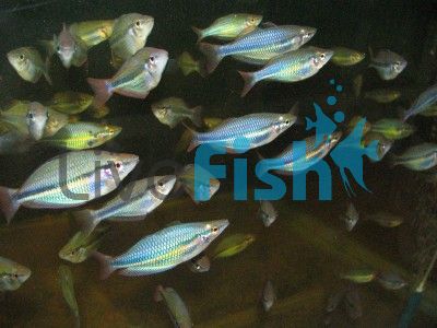 Wonga Creek Rainbow 5cm