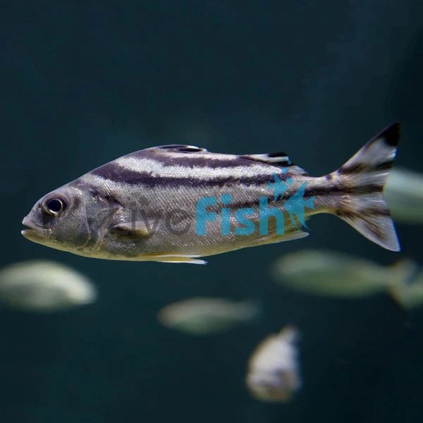 Target fish aquarium hot sale