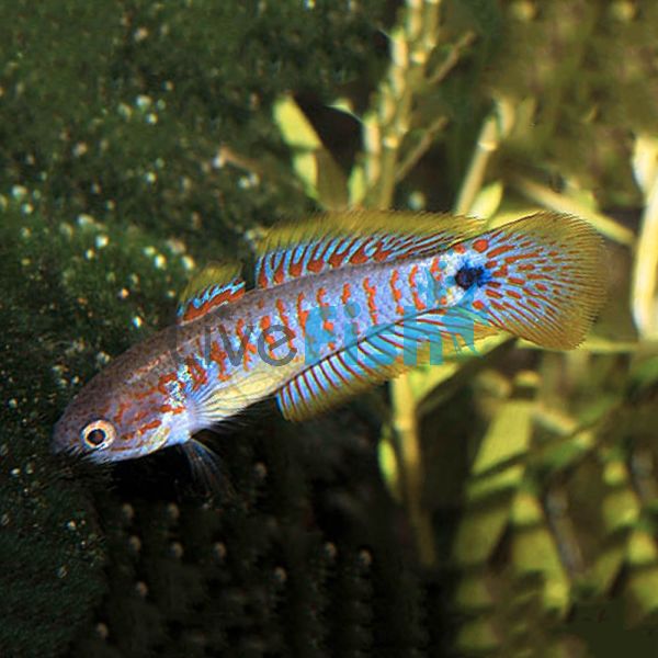 Peacock Gudgeon N.G 3.5cm