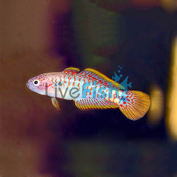 Peacock Gudgeon N.G 2.5cm