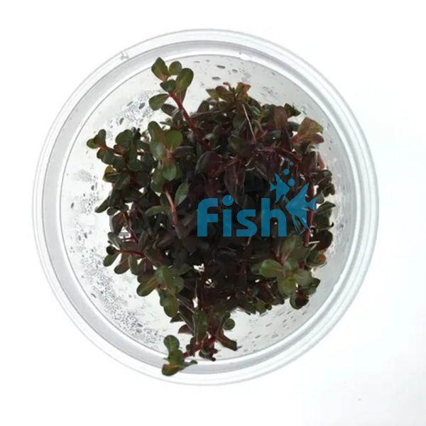 TC - Rotala Rotundifolia - Colorata 