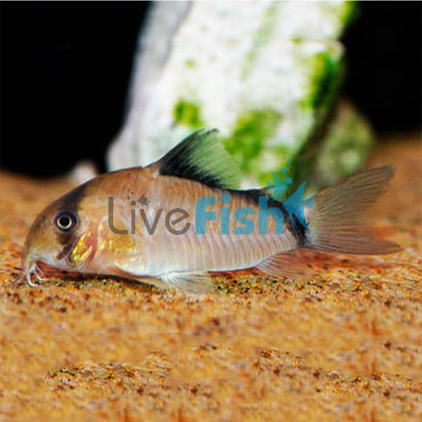 Metae Corydoras 3cm