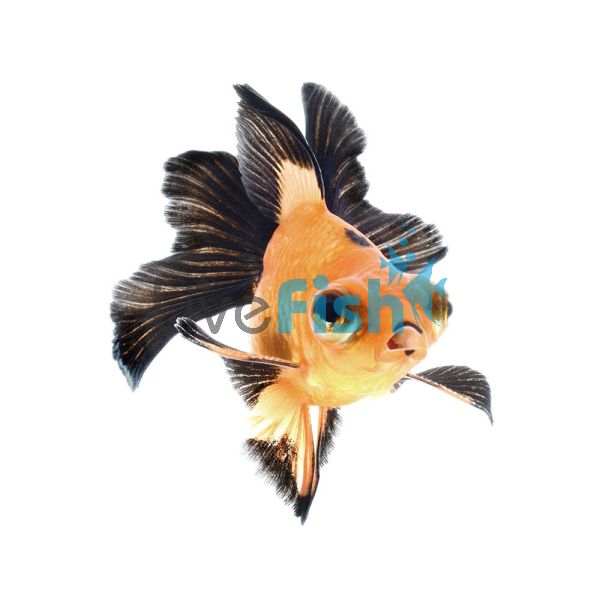 Telescope Siamese Doll Goldfish 4cm