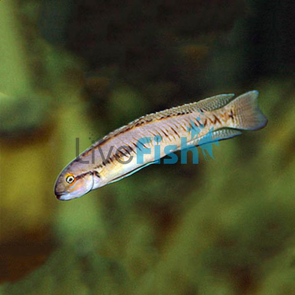 Telmatochromis Vittatus 4cm