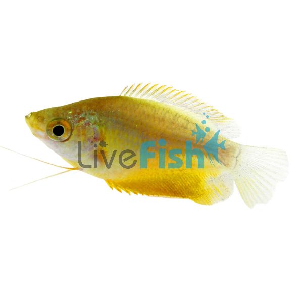 Thicklip Gourami - Bronze 5cm