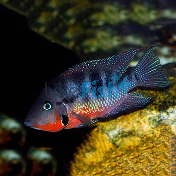 Firemouth Cichlid 3.5cm