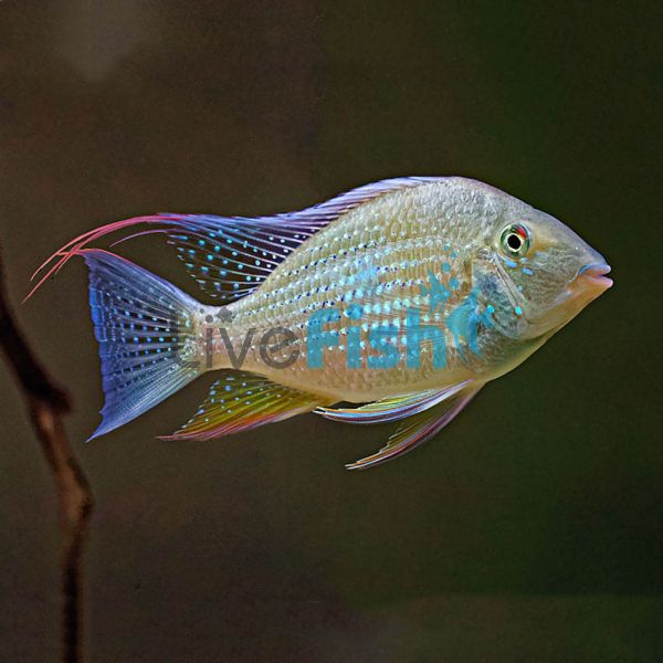 Threadfin Acara Cichlid 4cm