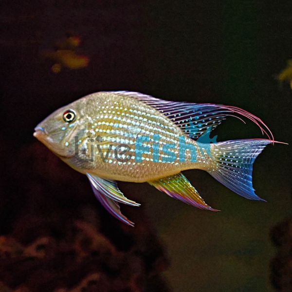 Threadfin Acara Cichlid 5cm 