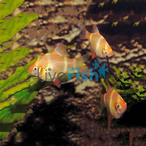 Golden Tiger Barb 1.5cm